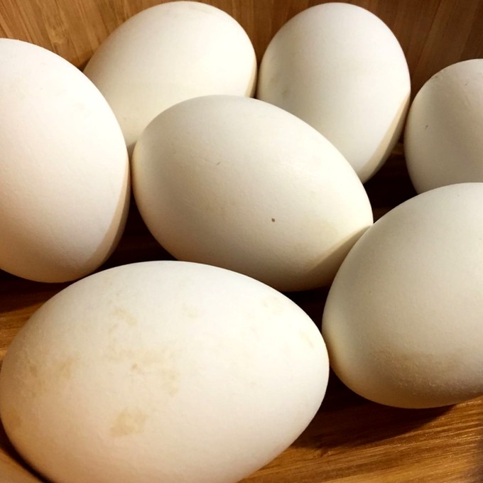 Сколько стоит десяток гусиных яиц. Гусиное яйцо вареное. Яйца разных сортов. Цвет гусиного яйца. Блюда из гусиных яиц.
